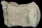 Bargain, Mosasaur (Platecarpus) Vertebra - Kansas #113055-1